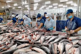 Xuất khẩu cá tra sang Mỹ sụt giảm mạnh do áp lực thuế quan