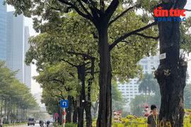 Hoa sữa bung nở khắp phố phường Hà Nội