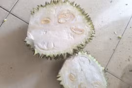 Sập bẫy sầu riêng “giải cứu” lề đường, người tiêu dùng chịu thiệt