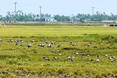 Hàng trăm con chim xuất hiện tại Hà Tĩnh: Loài quý hiếm trong Sách đỏ