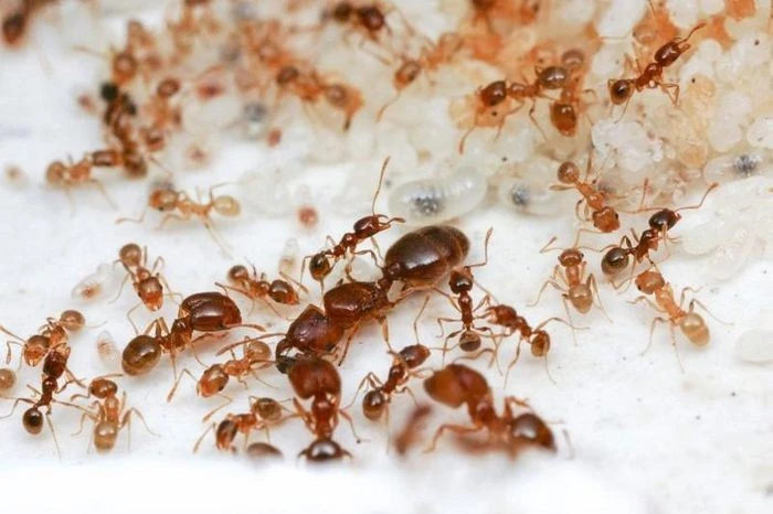 Điểm tên 8 sinh vật sống dai nhất hành tinh, sốc nặng số 2