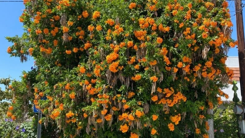 Cây cảnh tựa 'nắng thu rót mật' biến sân vườn thành thiên đường