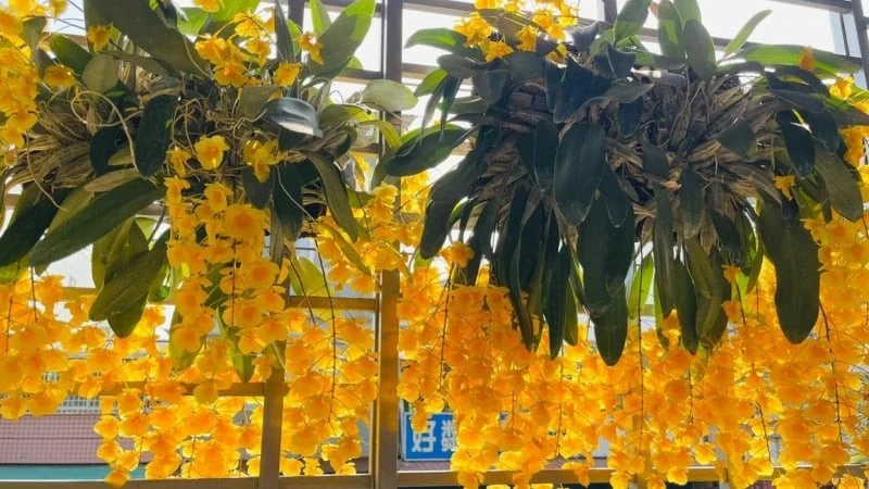 Lan vảy rồng rực rỡ như nắng hút vận may, tài lộc vào nhà