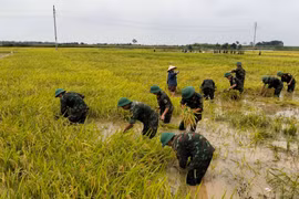 Sạt lở, ngập úng diện rộng ở Phú Thọ sau đợt mưa lớn kéo dài