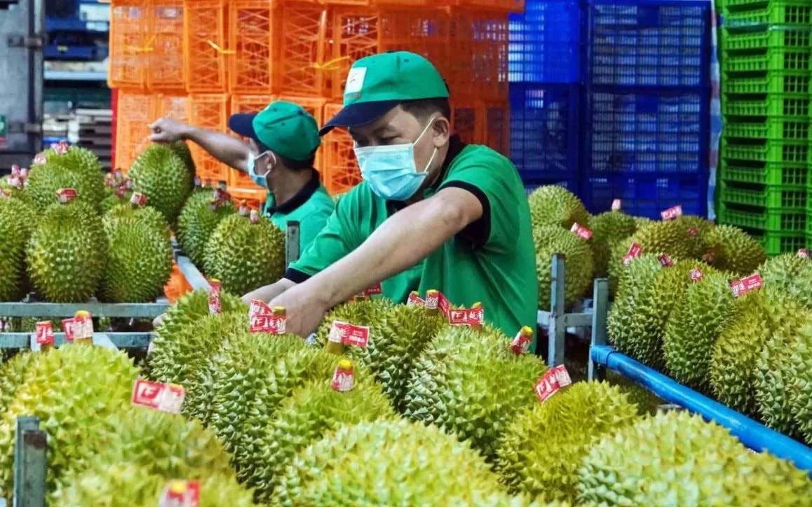 [VIDEO] Trung Quốc cấp phép hơn 400 vùng trồng sầu riêng cho Việt Nam