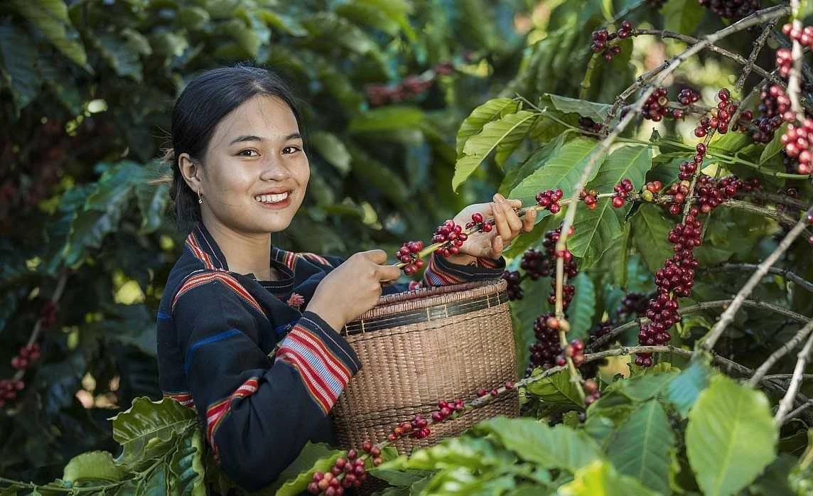 [VIDEO] Cà phê Việt xuất khẩu 7 tháng đạt 5,45 tỷ USD, giảm 11%