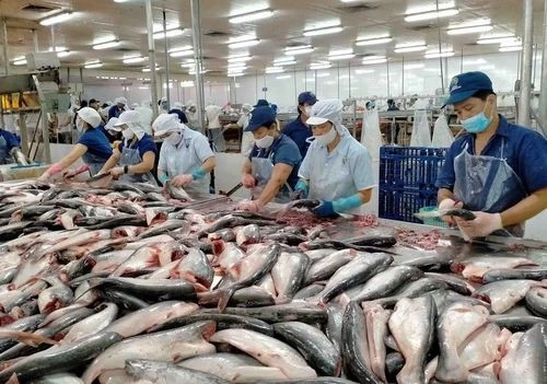 [SPOTLIGHT] Thuế chống bán phá giá của Bộ Thương mại Mỹ tăng mạnh, cá tra Việt lao đao