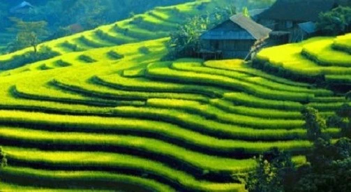 Những "kiệt tác" ruộng bậc thang đẹp nhất VN khi thu về