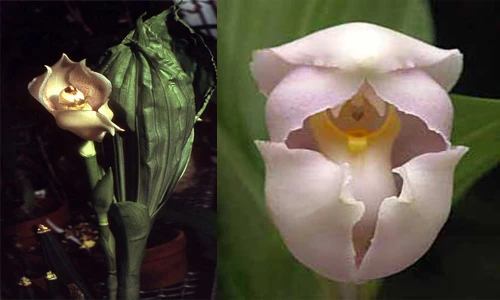 Độc đáo loài hoa lan tuyệt đẹp hình chiếc nôi em bé