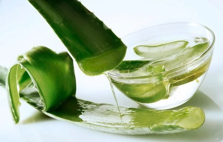 Tác hại cực độc của lô hội nếu dùng sai cách