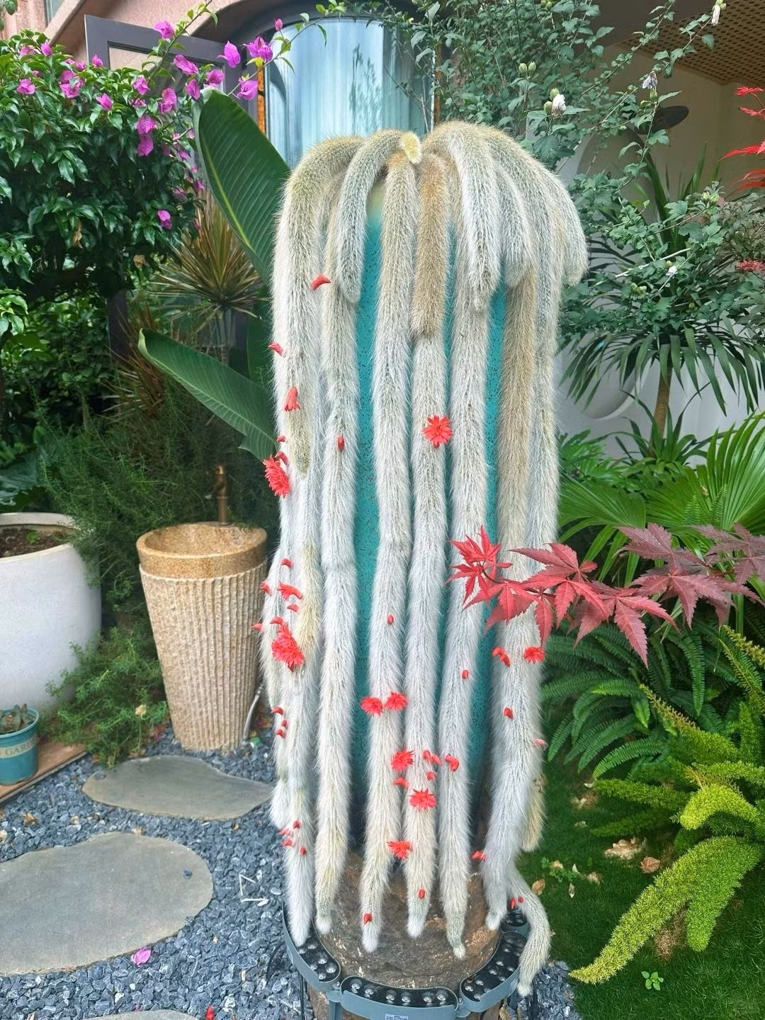 Xương rồng thường bị cho là mang “sát khí” do gai nhọn. Nhưng cửu vĩ hồ lại khác: gai đã hóa thành lông tơ, tượng trưng cho việc “làm mềm” năng lượng xấu, chuyển hung thành cát. Treo cây cảnh ở ban công hướng Tây, Tây Bắc – nơi nắng gắt chiếu vào nhà – giúp tán bớt dương khí quá mạnh. Đặt cây cảnh ở phòng khách, phòng làm việc giúp giảm căng thẳng. Người làm kinh doanh thường đặt một giò cửu vĩ hồ ở cửa hàng để cầu “buôn may bán đắt, khách khứa nối đuôi nhau”. ​