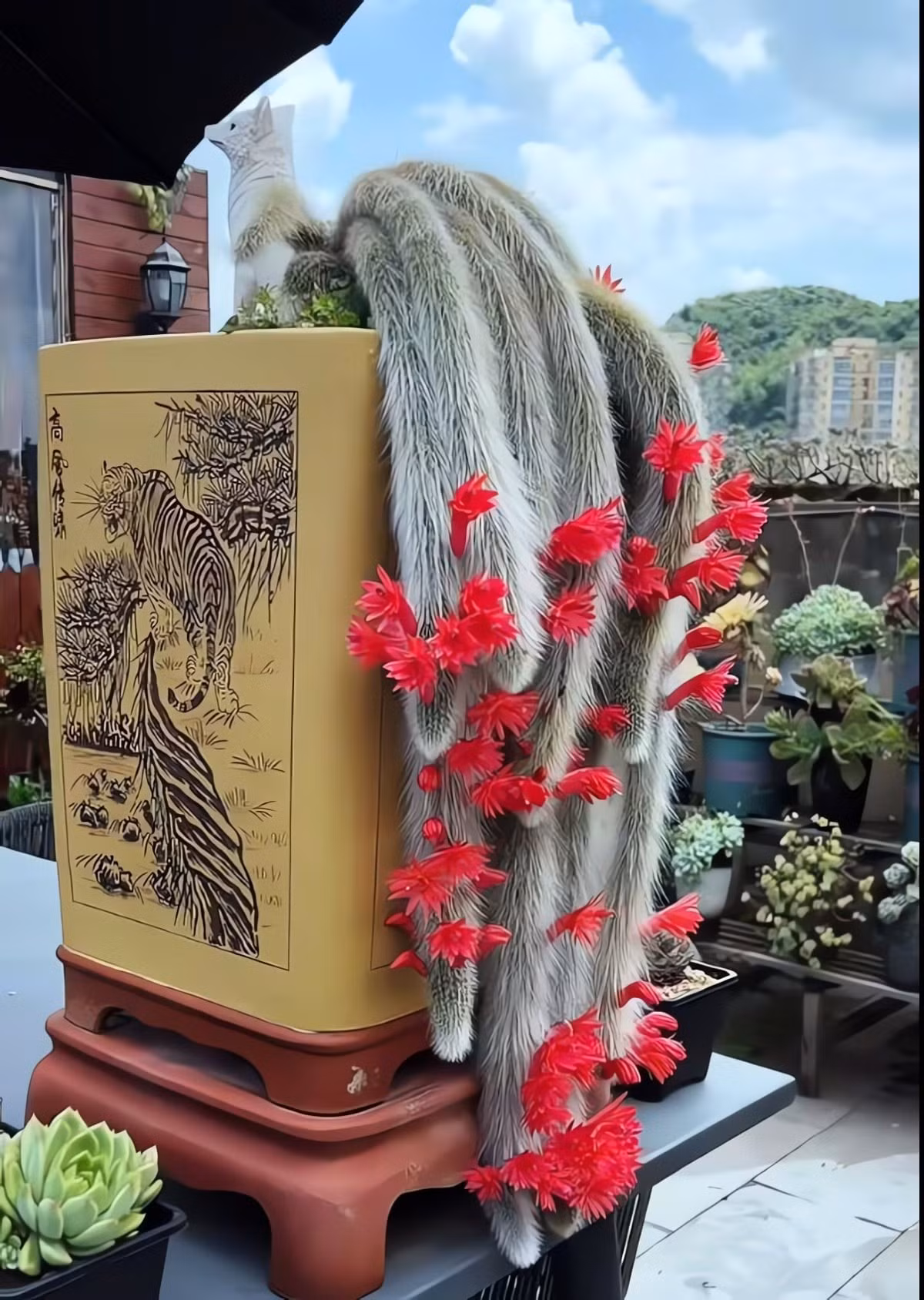 Cây cảnh này có nguồn gốc từ vùng núi cao Santa Cruz, Bolivia, nơi nó mọc bám trên vách đá khô cằn như một thực vật biểu sinh. Thân cây dạng trụ tròn, màu xanh nhạt, dài tới 1–2,5 m, đường kính chỉ 3–7 cm.Điều làm nên “chất riêng” là lớp lông tơ trắng muốt phủ kín thân, dài 4–12 cm, mềm như tóc tơ chứ không hề đâm chích. Cây cảnh này có nguồn gốc từ vùng núi cao. Ảnh minh họa Toutiao