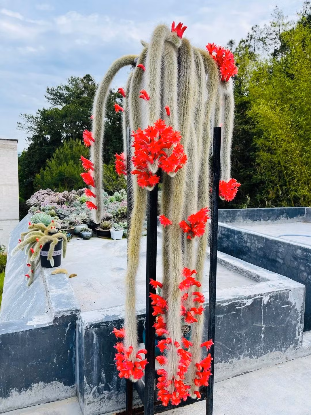 Màu trắng của lông + đỏ của hoa ứng với hành Kim sinh Thủy, hợp mệnh Kim, Thủy. Dáng rủ mềm mại thuộc hành Thủy, giúp cân bằng cho nhà nhiều góc cạnh, nhiều thiết bị điện tử thuộc Hỏa. Lưu ý phong thủy: Không đặt cây trong phòng ngủ vì ban đêm cây hô hấp thải CO2. Nên dùng chậu gốm màu đất nung, hồng pastel để tăng hành Thổ, nuôi dưỡng Kim.