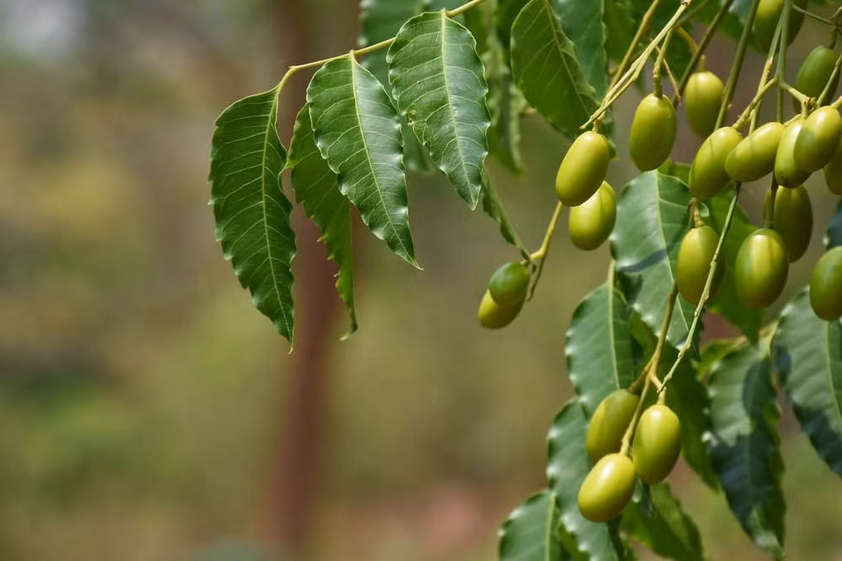 neem.jpg