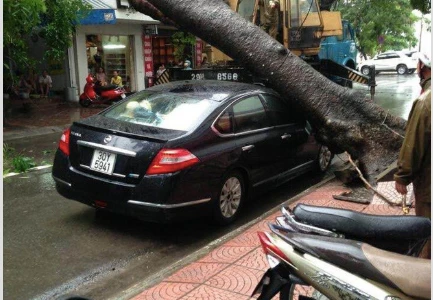 Hà Nội mưa lớn, hình ảnh nhiều ô tô bị cây đổ đè trúng tràn ngập MXH