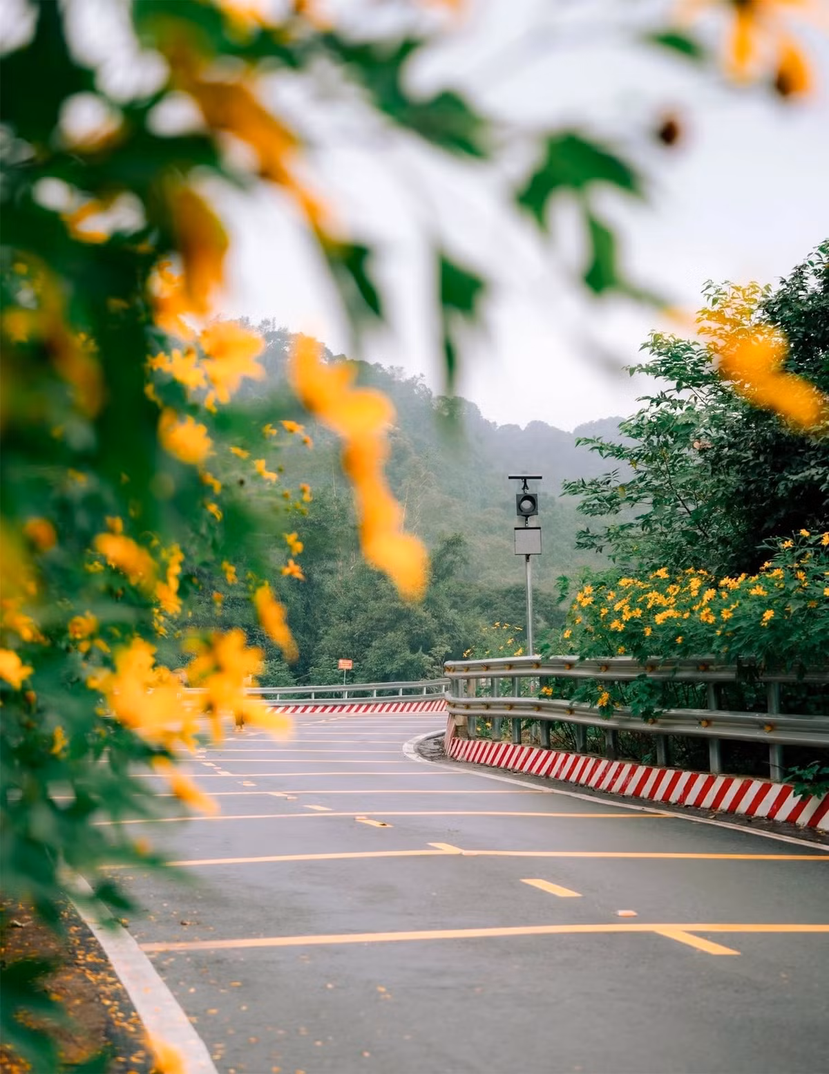 Chỉ cách trung tâm Hà Nội hơn 50 km, Ba Vì đang là điểm hẹn lý tưởng cho chuyến dã ngoại ngắn ngày. Từ đầu tháng 11, dọc đường dẫn lên Vườn quốc gia Ba Vì, dã quỳ đã nở vàng rực rỡ. Rừng hoa rộng hơn 10 ha với những tuyến đường mòn dài hơn 3 km tạo nên khung cảnh vừa hoang sơ, vừa lãng mạn. Ảnh Blog của Rọt