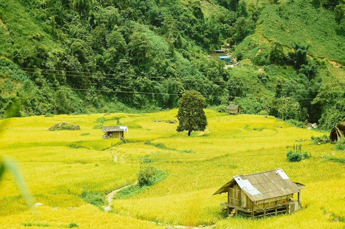 Tại Nậm Cang, du khách có thể ghé thăm các bản làng của người Dao đỏ, tìm hiểu văn hóa truyền thống, thưởng thức các món đặc sản như cá suối nướng, gà đen nấu rượu thóc, hoặc tham gia vào hoạt động thu hoạch lúa cùng người dân bản địa. Ảnh Đỗ Vân Anh