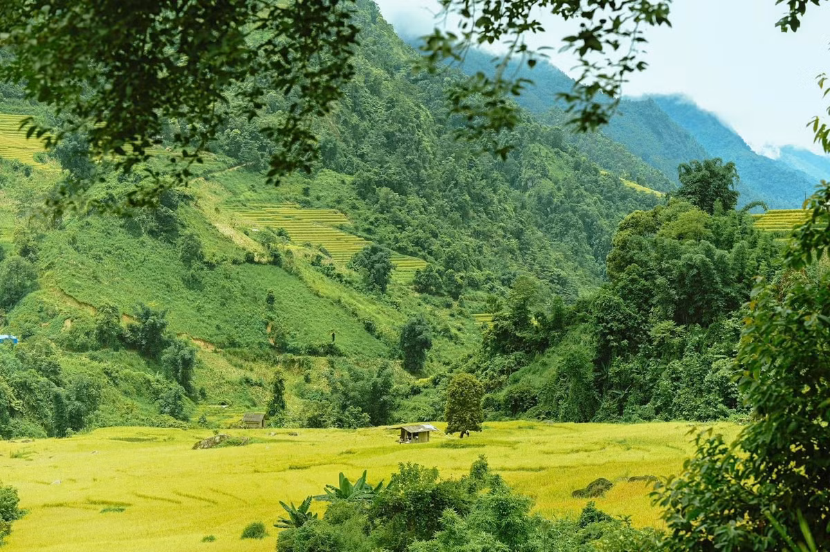 Nậm Cang, du khách đừng quên thưởng thức món cá suối nướng ống tre, rau rừng luộc chấm chẩm chéo, hay xôi ngũ sắc của người Dao đỏ. Ngoài ra, rượu thóc tự nấu tại bản cũng là một trải nghiệm thú vị trong những đêm se lạnh. Ảnh Đỗ Vân Anh