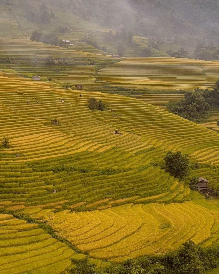 Du khách có thể thuê xe máy từ trung tâm thị xã Sa Pa, vượt hơn 30 km đường đèo quanh co để đến bản. Dọc đường đi, cảnh sắc thay đổi liên tục: khi là rừng xanh mướt, khi là những vạt ruộng trải dài, điểm xuyết vài mái nhà sàn lọt thỏm giữa núi non. Ảnh Đỗ Vân Anh