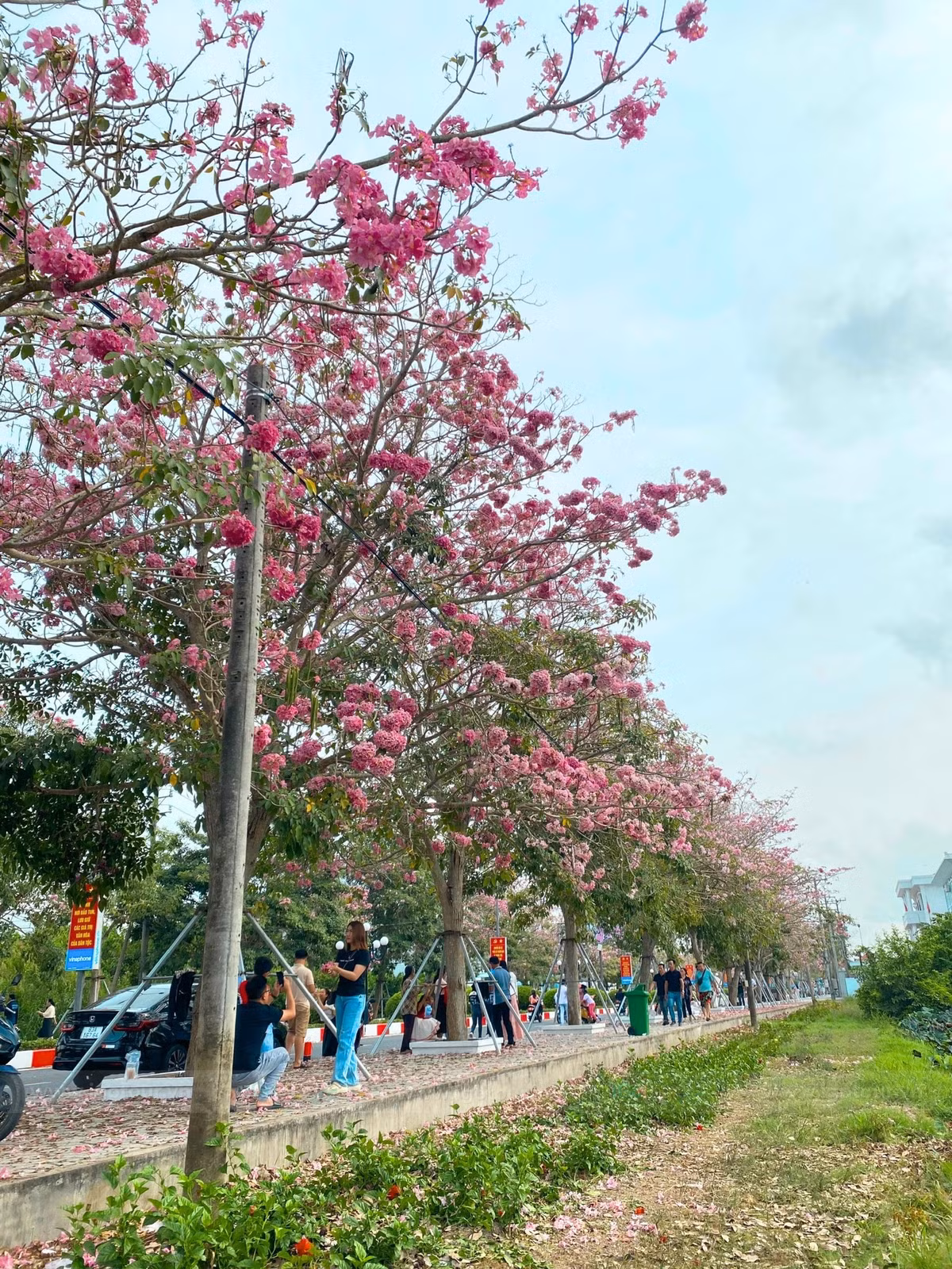 Mỗi mùa hoa nở, con đường kèn hồng tại xã Phú Tâm lại trở thành điểm dừng chân hấp dẫn đối với những người yêu thiên nhiên và mong muốn tìm kiếm những góc cảnh đẹp giữa miền sông nước. Ảnh IGO TOUR