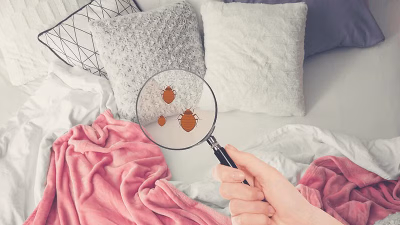 Đừng quên giặt vỏ gối ít nhất mỗi tuần một lần. Dầu, mồ hôi và tế bào chết tích tụ lâu ngày là nguyên nhân khiến da sạm và nổi mụn. Ảnh minh hoạ