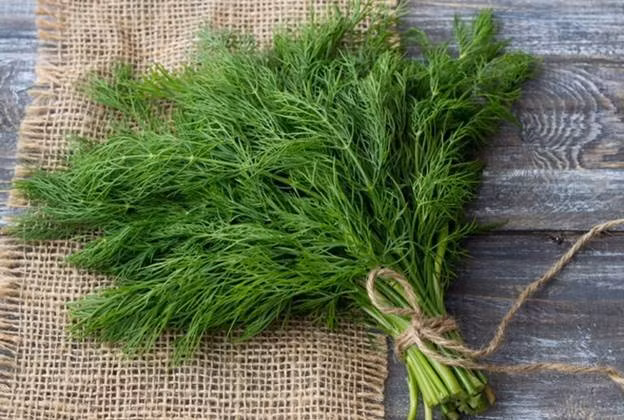 Không chỉ góp phần tạo hương vị cho món ăn, nhiều loại rau gia vị quen thuộc trong bữa cơm hằng ngày còn được xem như “vị thuốc xanh” giúp cơ thể tăng sức đề kháng, đặc biệt trong những ngày thời tiết lạnh. Trong số đó, thì là và rau mùi là hai loại rau dễ tìm, giá rẻ nhưng mang lại nhiều lợi ích cho sức khỏe nếu sử dụng hợp lý. Ảnh minh họa