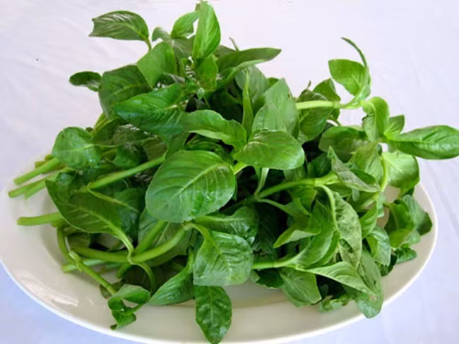 Tại Tây Ninh vùng trồng nổi bật, rau xá xị thường đi kèm với bánh tráng cuốn, bánh xèo hay các món nướng. Ngoài ra, nhiều món ăn như lẩu gà lá xá xị, gỏi, bò xào hay cá nướng khi kết hợp với loại rau này đều trở nên dậy mùi hơn. Không chỉ đóng vai trò gia vị, theo kinh nghiệm dân gian, rau xá xị còn được sử dụng để thanh nhiệt, hỗ trợ tiêu hóa và giải độc cơ thể. Ảnh suckhoedoisong