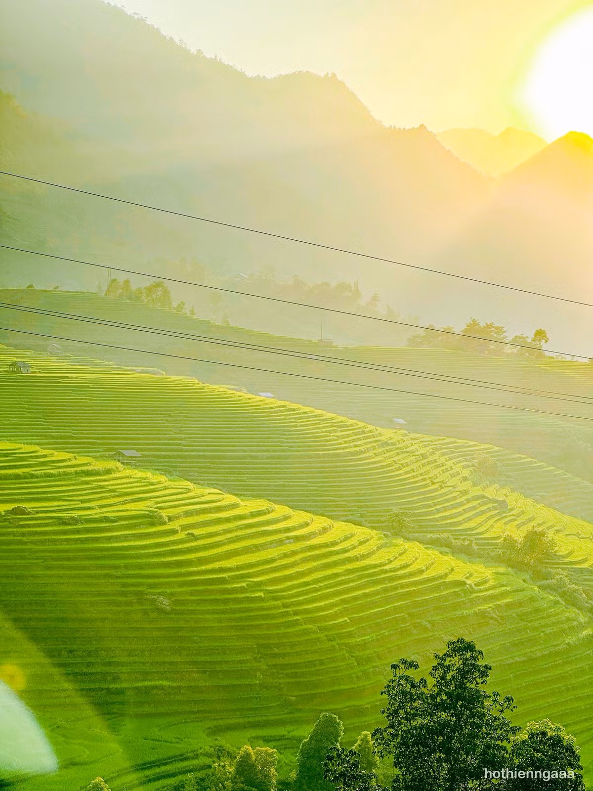 Mạ non vươn lên trong làn nước trong vắt, rung rinh theo gió. Ảnh Hồ Thiên Nga