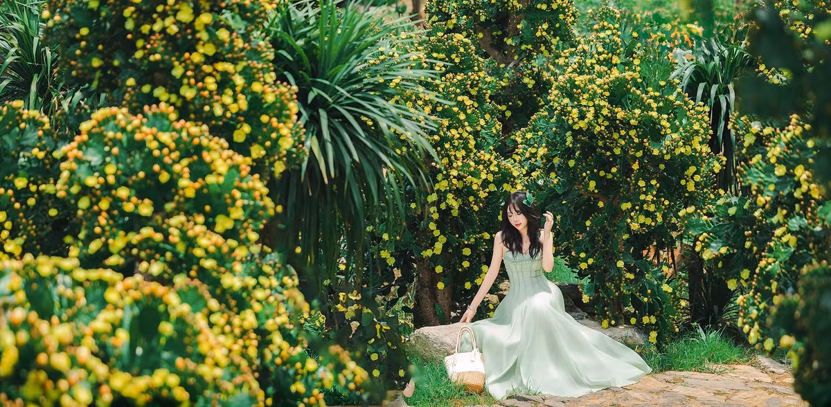 Tọa lạc tại tổ dân phố Mía Đường, phường Cờ Đỏ (thị trấn Mộc Châu), vườn xương rồng cổ thụ hiện đang là điểm đến “gây sốt” trên mạng xã hội. Nằm giữa lòng cao nguyên xanh mướt, khu vườn rộng khoảng 1.000 m² này trồng gần 300 gốc xương rồng tai thỏ bản địa một giống cây vốn quen thuộc ở vùng khô cằn nhưng lại phát triển tốt và bung nở tuyệt đẹp tại Mộc Châu. Ảnh Lê Hải