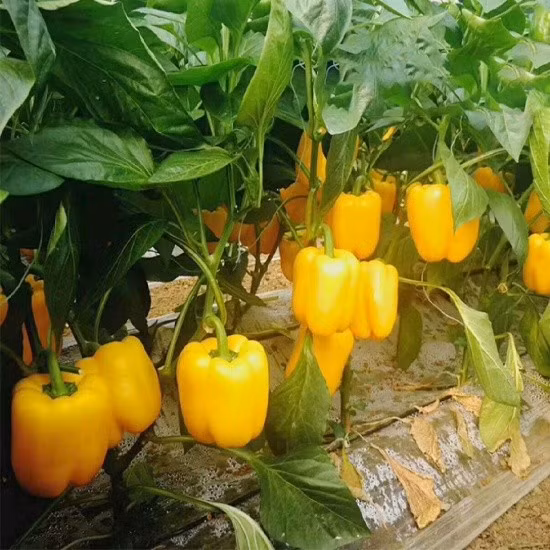 Không chỉ giàu vitamin C, ớt chuông vàng còn chứa vitamin B6, kali, folate và beta-carotene. Vitamin B6 giúp não bộ hoạt động hiệu quả, cải thiện trí nhớ và khả năng tập trung. Ảnh minh họa
