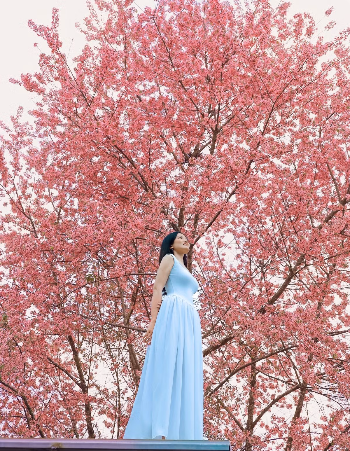 Vào buổi sáng sớm, khi sương còn lãng đãng trên mặt nước, ánh nắng đầu ngày xuyên qua từng chùm hoa li ti, làm cả không gian bừng sáng. Cảm giác đứng dưới tán mai anh đào, hít hà không khí se lạnh và lắng nghe tiếng gió nhẹ lùa qua cành hoa mang lại một trải nghiệm rất riêng vừa thanh khiết, vừa lãng mạn. Đến chiều, khi nắng dịu dần, sắc hồng của hoa trở nên đậm hơn, tạo nên khung cảnh trầm lắng nhưng vẫn đầy cuốn hút. Ảnh Trương Viết Ngọc