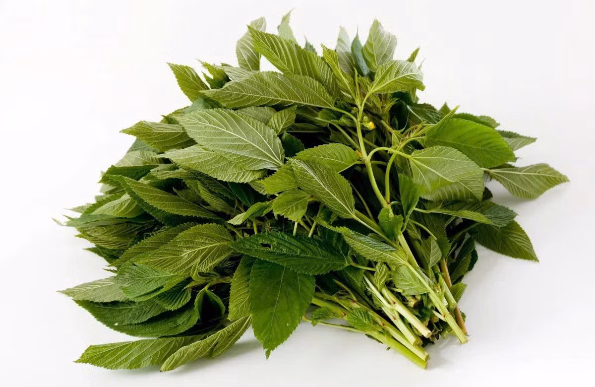 Ngoài ra, rau đay còn cung cấp nhiều vitamin A, C, E, B6, folate cùng các khoáng chất như canxi, sắt và magie. Loại rau này cũng chứa một lượng omega-3 thực vật (ALA), góp phần hỗ trợ sức khỏe tim mạch. Nhờ những giá trị này, rau đay ngày càng được xếp vào nhóm thực phẩm có lợi cho sức khỏe, phù hợp với xu hướng tiêu dùng bền vững. Ảnh Internet