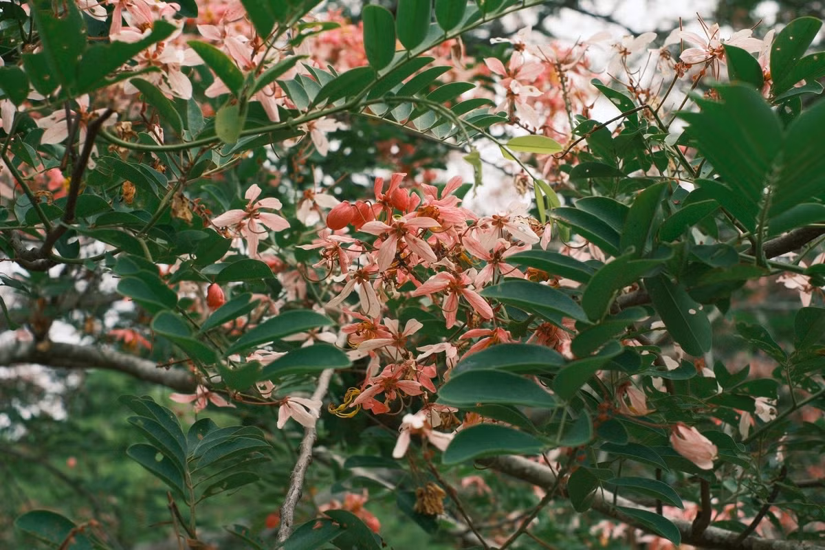 Muồng hoa đào là loài cây ưa sáng, có tán rộng, thường được trồng ở khu vực Đông Nam Bộ và Tây Nguyên. Khi vào mùa, những chùm hoa hồng phấn nở rộ điểm tô sắc màu cho rừng già, tạo nên không gian lãng mạn hiếm có giữa thiên nhiên hoang dã. Ảnh Nguyenvuhoanganh