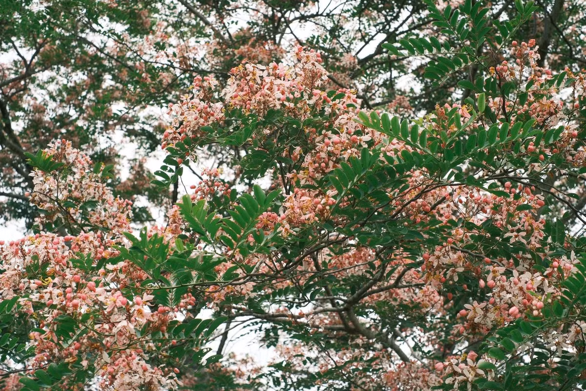 Băng qua những cánh rừng rợp bóng cây xanh, du khách sẽ cảm nhận được không khí trong lành, mát mẻ, cùng âm thanh rì rào của thiên nhiên vang vọng khắp lối. Đặc biệt, những ngày gần đây, muồng hoa đào bung nở rực rỡ giữa nền xanh đại ngàn khiến khung cảnh càng thêm nên thơ, thu hút nhiều người tìm đến chiêm ngưỡng và ghi lại khoảnh khắc tuyệt đẹp. Ảnh Nguyenvuhoanganh
