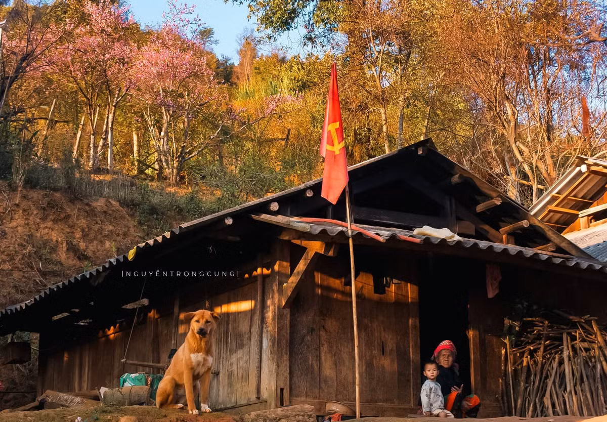 Cuối năm, khi những cơn gió lạnh tràn về vùng núi cao Tây Bắc, xã Xím Vàng tỉnh Sơn La lại khoác lên mình tấm áo mùa Xuân dịu dàng với sắc đào rừng bung nở khắp núi đồi, khe bản. Không ồn ào, không xô bồ, Xím Vàng hiện ra hoang sơ và bình yên, như một góc Xuân lặng lẽ giữa đại ngàn.