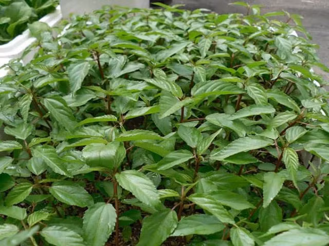 Tại một số thị trường như Nhật Bản hay các cửa hàng thực phẩm châu Á ở châu Âu, rau đay được tiêu thụ như một loại rau giàu dinh dưỡng, phù hợp với xu hướng ăn uống lành mạnh. Giá bán tại các kênh bán lẻ này thường cao hơn đáng kể so với trong nước, đặc biệt với sản phẩm nhập khẩu hoặc đạt tiêu chuẩn hữu cơ. Ảnh TPDX