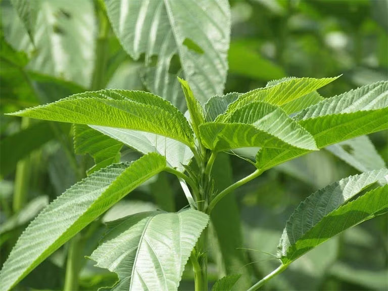 Rau đay (tên khoa học Corchorus olitorius, còn gọi là jute leaves) là loại thực phẩm phổ biến tại nhiều quốc gia châu Á, Trung Đông và châu Phi. Ảnh Internet