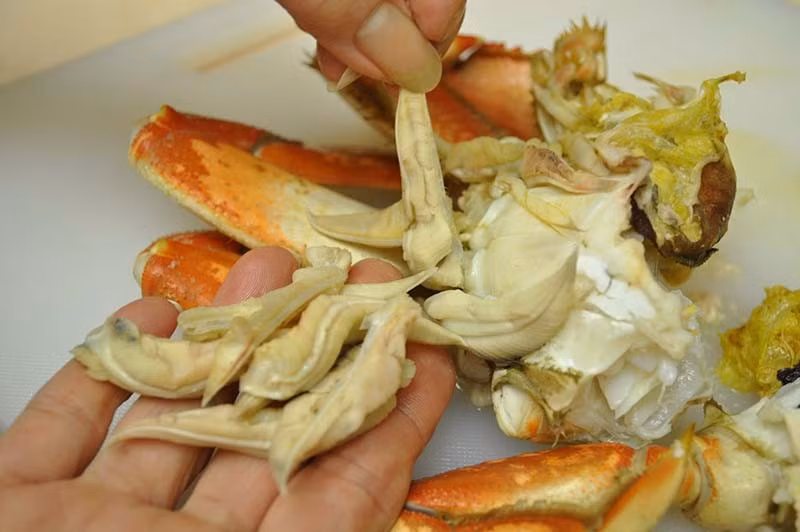 Trước hết là mang cua – bộ phận giúp cua hô hấp dưới nước, nằm ngay dưới mai và có hình dạng như hai hàng lông mày màu xám. Đây được xem là vùng bẩn nhất trên cơ thể cua, thường tích tụ nhiều cát, chất thải và ký sinh trùng. Ảnh minh hoạ