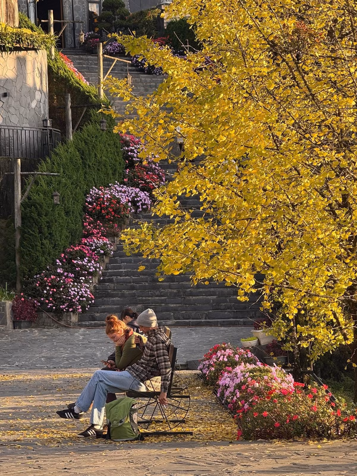 Sa Pa – vùng đất nổi tiếng với ruộng bậc thang, biển mây và văn hóa dân tộc – lại càng rực rỡ hơn vào mùa thu, khi rặng cây bạch quả (ginkgo) trong khuôn viên Cat Cat Hills Resort chuyển sang màu vàng óng. Ảnh Tuấn Nguyễn Travel
