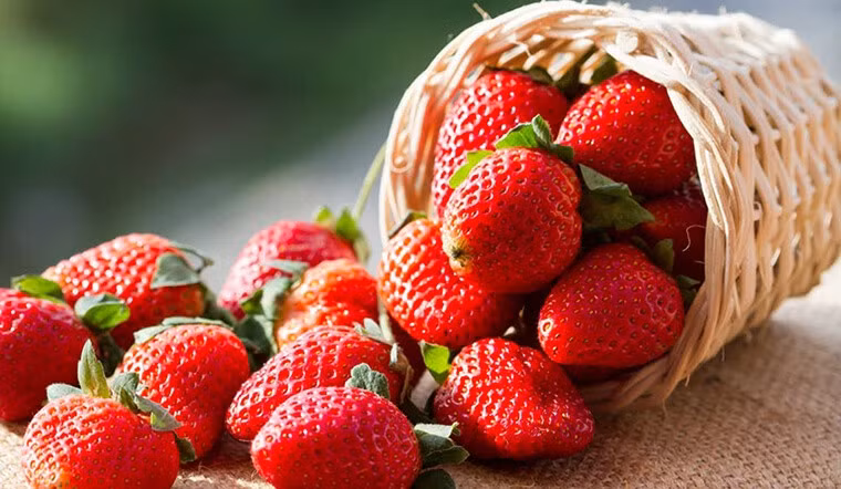 Tương tự, dâu tây cũng là “nguồn vitamin C tự nhiên” tuyệt vời cho da. Trong 100g dâu tây có đến khoảng 59mg vitamin C – dưỡng chất không thể thiếu trong quá trình hình thành collagen. Thường xuyên bổ sung dâu tây giúp da sáng khỏe, giảm thâm nám, làm đều màu da và tăng sức đề kháng cho cơ thể. Ảnh minh họa