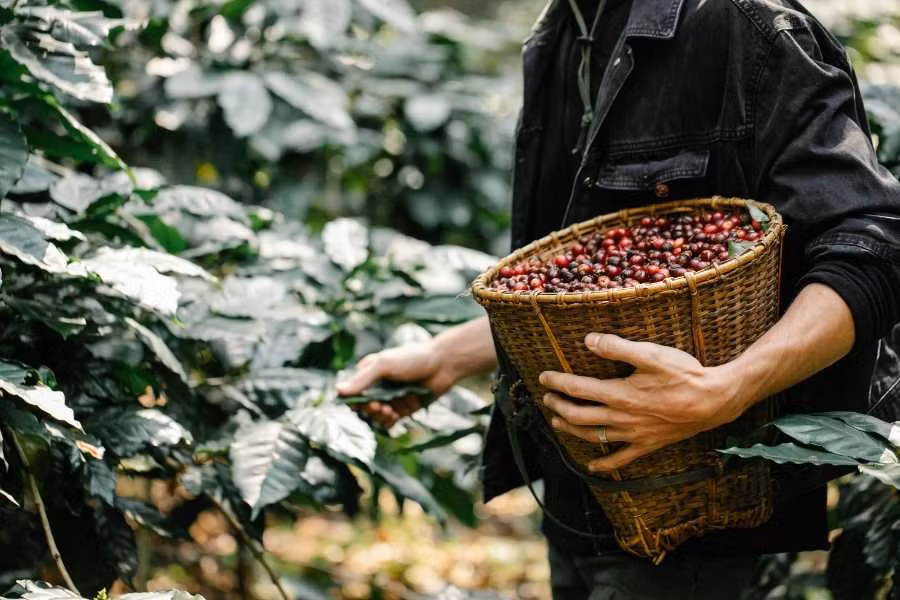 Vào mùa này, những đồi cà phê ở Đắk Lắk, Gia Lai chuyển mình rực rỡ. Hàng vạn quả cà phê chín mọng lấp lánh trong nắng, báo hiệu mùa thu hoạch nhộn nhịp. Ghé thăm “thủ phủ cà phê” Buôn Ma Thuột, du khách có thể cùng người dân hái cà phê, trải nghiệm quy trình phơi, ủ, rang, xay; rồi nhâm nhi tách cà phê nóng giữa buổi sáng lành lạnh. Ảnh H.M