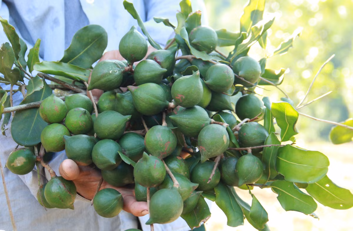 Không chỉ hấp dẫn về khẩu vị, loại hạt này còn có giá trị dinh dưỡng đáng kể. Trung bình 28 gram mắc ca cung cấp khoảng 204 calo, 23g chất béo cùng nhiều vi chất thiết yếu như mangan, vitamin B1, magie, đồng và sắt. Ảnh Internet