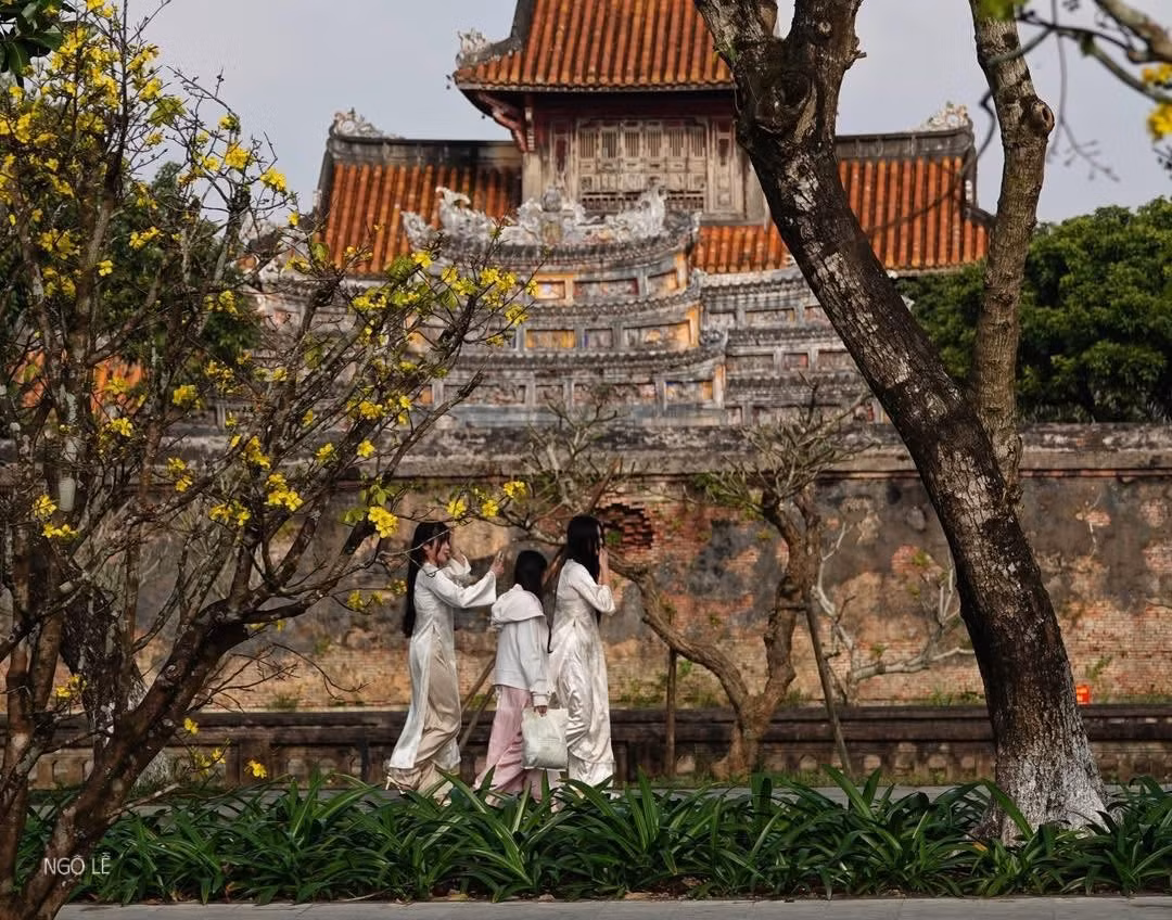 Việc chăm sóc, duy trì vườn mai phục vụ người dân và du khách tham quan dịp Tết cũng là một trong những nỗ lực làm phong phú sản phẩm du lịch mùa xuân của địa phương, tạo điểm nhấn thu hút du khách đến với Huế trong thời điểm đầu năm. Ảnh NAG Ngô Lễ