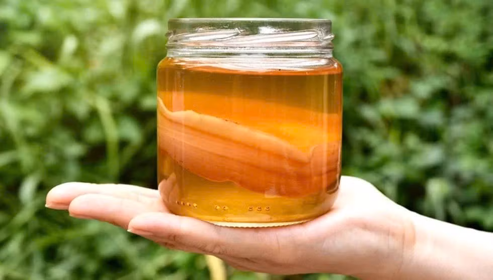 Người có hệ miễn dịch yếu như bệnh nhân HIV, ung thư đang điều trị hoặc người cao tuổi cũng nên hạn chế. Dù chứa lợi khuẩn, Kombucha vẫn có thể tồn tại các vi sinh vật không mong muốn. Với người sức đề kháng kém, việc sử dụng thường xuyên có thể gây nhiễm trùng hoặc rối loạn tiêu hóa. Ảnh minh họa