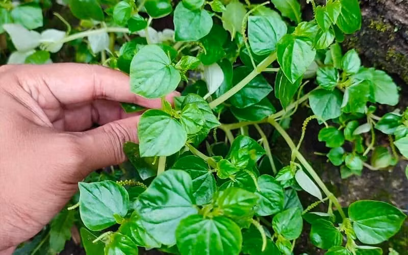 Tuy nhiên, không phải ai cũng phù hợp để sử dụng loại rau này thường xuyên, thậm chí có nhóm người nên hạn chế hoặc tránh ăn để không gây tác dụng ngược. Ảnh minh họa