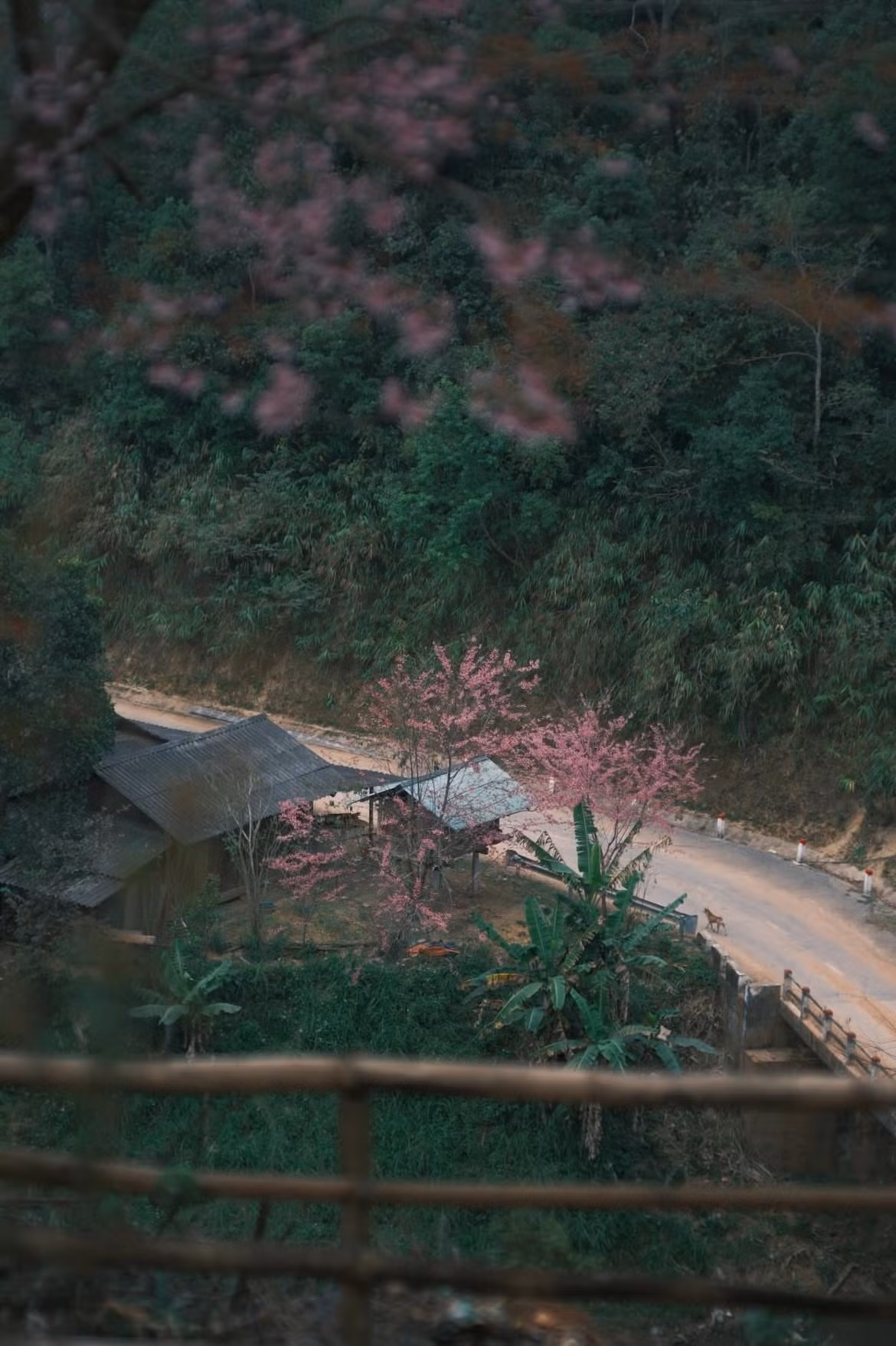 Khi sương mù còn quấn quýt trên những dãy núi phía Tây Nghệ An, xã Mường Típ bất ngờ bừng sáng bởi sắc hồng dịu dàng của hoa anh đào. Giữa tiết trời lạnh sâu cuối năm, những tán hoa bung nở đồng loạt, báo hiệu mùa Xuân đến sớm trên bản làng người Mông nơi rẻo cao. Ảnh haflee412