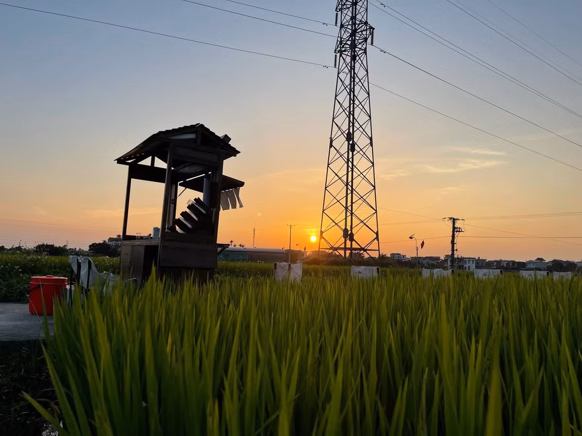 Gió đồng thổi nhè nhẹ, hương lúa thoang thoảng, tiếng chim líu lo... tất cả tạo nên một khung cảnh thư giãn, tách biệt với phố thị ồn ào. Ảnh Vietnamet