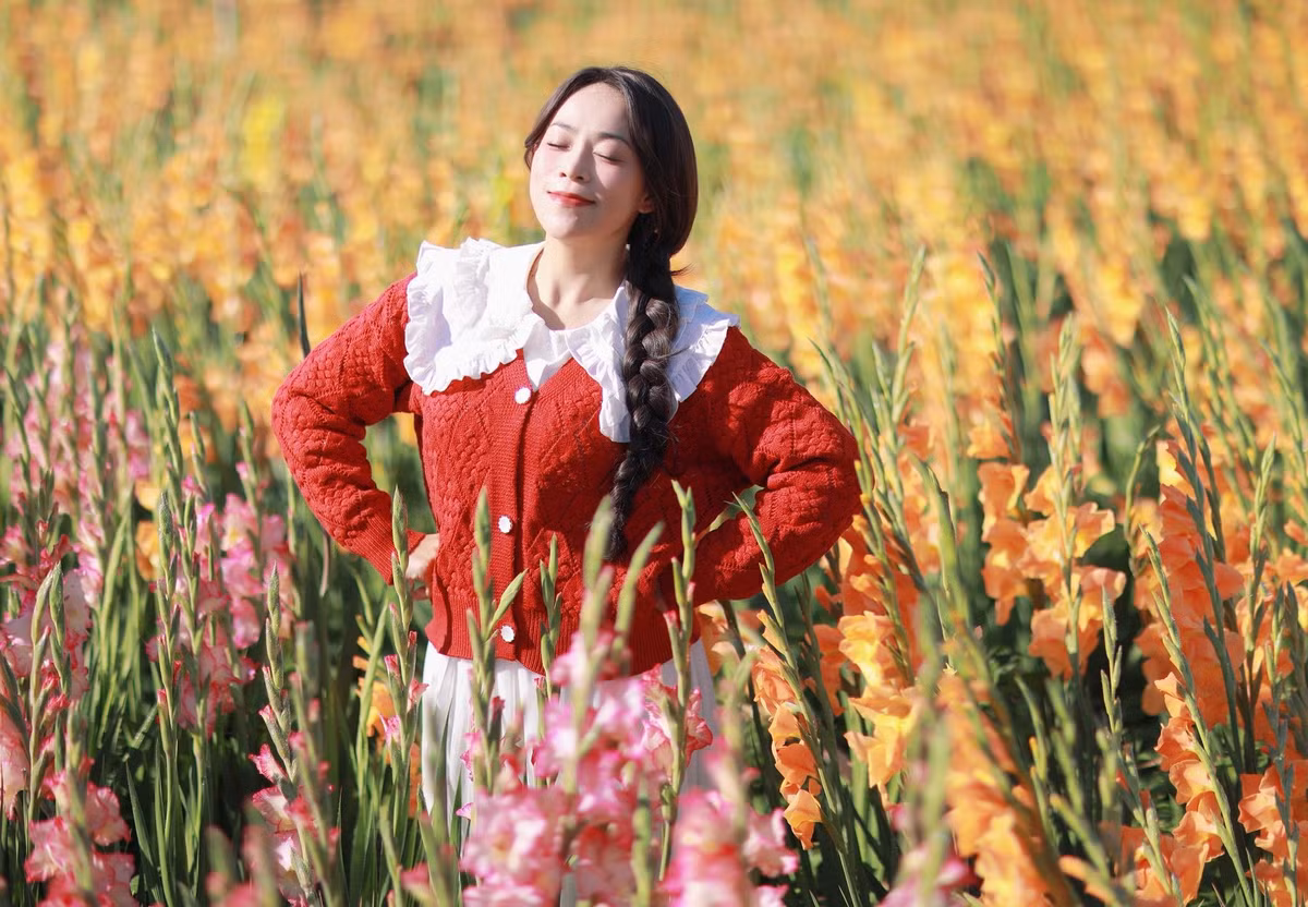 Chính sự “lỡ hẹn” mùa Tết ấy lại vô tình tạo nên một khung cảnh hiếm có. Hàng ngàn bông lay ơn nở đồng loạt, vươn cao ngang người, xếp thành từng luống thẳng tắp trải dài bất tận. Dưới nắng Đà Lạt trong veo, những lớp hoa nhiều màu đan xen tạo thành tấm thảm rực rỡ, khiến bất cứ ai đặt chân tới cũng khó rời mắt.