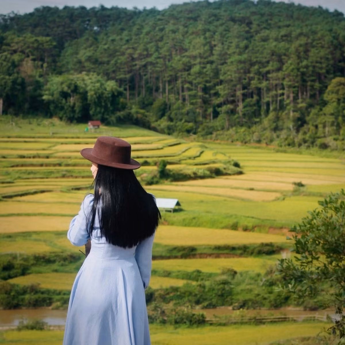 Khi lúa được đưa về nhà, các già làng thường tổ chức lễ cúng Giàng (trời), mừng mùa bội thu và tạ ơn đất rừng. Lễ cúng thường diễn ra ngay sân trước nhà rông, với ché rượu cần, tiếng cồng chiêng và điệu xoang nhịp nhàng. Ảnh Thu Thủy