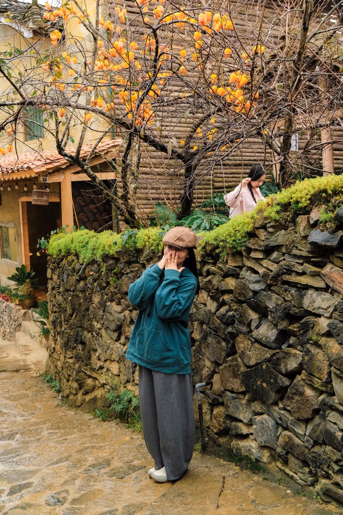 Tán cây vươn ra khỏi tường rào đá, những chùm hồng chín đỏ nổi bật trên nền tường vàng và mái ngói cũ khiến du khách không thể bỏ qua. Ảnh Ba đứa mình